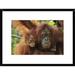 Global Gallery 'Sumatran Orangutan Mother w/ Young, Gunung Leuser National Park, Northern Sumatra | 18 H x 24 W x 1.5 D in | Wayfair