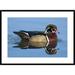 Global Gallery 'Wood Duck Male Swimming, Lapeer State Game Area, Michigan' Framed Photographic Print Paper in White | 26 H x 36 W x 1.5 D in | Wayfair