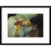 Global Gallery 'Sulawesi Red-Knobbed Hornbill Male Delivering Figs To Female, Sulawesi, Indonesia' Framed Photographic Print Paper | Wayfair