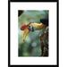 Global Gallery 'Sulawesi Red-Knobbed Hornbill Male Delivering Figs To Female, Sulawesi, Indonesia' Framed Photographic Print Paper | Wayfair