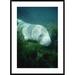 Global Gallery 'West Indian Manatee Foraging on Aquatic Vegetation, River, Florida' Framed Photographic Print Paper in Blue/Green | Wayfair