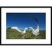 Global Gallery 'Antipodean Albatross Courtship Display, Auckland Islands, New Zealand' Framed Photographic Print Paper in Blue/Green | Wayfair