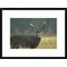 Global Gallery 'White-Tailed Deer Portrait, North America' Framed Photographic Print Paper in Brown/Green | 18 H x 24 W x 1.5 D in | Wayfair