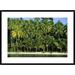 Global Gallery 'Palm Trees Along Sand Beach, Irian Jaya, Indonesia' Framed Photographic Print Paper in White | 26 H x 36 W x 1.5 D in | Wayfair