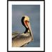 Global Gallery 'Brown Pelican Adult Portrait' Framed Photographic Print Paper in Blue/Brown | 42 H x 30 W x 1.5 D in | Wayfair DPF-453341-2436-266