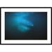 Global Gallery 'Blue Whale Filter Feeding' Framed Photographic Print Paper in Black/Blue | 30" H x 42" W x 1.5" D | Wayfair DPF-453549-2436-266