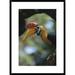 Global Gallery 'Sulawesi Red-Knobbed Hornbill Male Delivering Figs To Female, Sulawesi | 30 H x 22 W x 1.5 D in | Wayfair