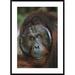 Global Gallery 'Orangutan Old Male' Framed Photographic Print Paper in Brown/Green | 42 H x 30 W x 1.5 D in | Wayfair DPF-452481-2436-266