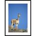 Global Gallery 'Vicuna Portrait, Pampa Galeras Nature Reserve, Peru' Framed Photographic Print Paper in White | 36 H x 26 W x 1.5 D in | Wayfair