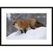 Global Gallery 'Red Fox Standing At the Top of a Snow Bank, Montana' Framed Photographic Print Paper in Brown/White | 22 H x 30 W x 1.5 D in | Wayfair
