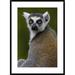 Global Gallery 'Ring-Tailed Lemur Portrait' Framed Photographic Print Paper in White | 36 H x 26 W x 1.5 D in | Wayfair DPF-453252-2030-266