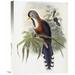 Global Gallery 'Curled-Crested Cuckoo' by John Gould Photographic Print on Wrapped Canvas in Blue/Gray/Green | 30 H x 22.64 W x 1.5 D in | Wayfair