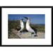 Global Gallery 'Blue-Footed Booby Pair in Courtship Dance, Galapagos Islands, Ecuador' Framed Photographic Print Paper in Blue/Gray/Green | Wayfair