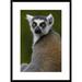 Global Gallery 'Ring-Tailed Lemur Portrait' Framed Photographic Print Paper in Brown/Gray/Green | 30 H x 22 W x 1.5 D in | Wayfair