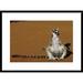Global Gallery 'Ring-Tailed Lemur Sunning' Framed Photographic Print Paper in Brown | 22 H x 30 W x 1.5 D in | Wayfair DPF-453234-1624-266