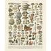 McGaw Graphics 'Champignons II' Graphic Art Print, Poster Paper in Brown/Green | 27 H x 22 W x 0.125 D in | Wayfair M3006-4P