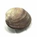 Highland Dunes Howery Seashell Papier Mache Sculpture Resin in Brown/Gray | 3.5 H x 4 W x 4.25 D in | Wayfair D99DB6B3C38D45D4ABABEF398FFD1195