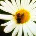 August Grove® Mendon 'Bee Happy' by Graffitee Studios Photographic Print on Canvas in White | 20 H x 20 W x 1.5 D in | Wayfair