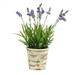 Vickerman 523896 - 16.5" Lavender in Round Paper Pot (FE181301) Home Office Flowers in Pots Vases and Bowls