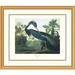 Global Gallery Louisiana Heron by John James Audubon Framed Painting Print Plastic/Metal | 34 H x 40 W x 1.5 D in | Wayfair DPF-132797-2430-102