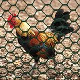 Boen Poultry Hex Netting Vinyl Fencing Vinyl in Green/White | 36 H x 300 W in | Wayfair PF-40002