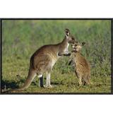 East Urban Home 'Eastern Gray Kangaroo Mother w/ Joey, Australia' Photographic Print, Wood in Brown/Green | 16 H x 24 W x 1.5 D in | Wayfair