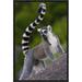 East Urban Home 'Ring-Tailed Lemur Portrait on Rocks in the Andringitra Mountains, Vulnerable, South Central Madagascar' Photographic Print | Wayfair