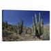 East Urban Home 'Cardon Cacti in Desert Landscape, Santa Catalina Island, Mexico' Photographic Print, in Blue/Green | Wayfair URBM9624 41066752
