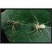 East Urban Home 'Jumping Spider Colorful Male & Pale Female Courting, Sri Lanka' Photographic Print Canvas, in Green | Wayfair EAAC8747 39227017