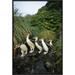 East Urban Home 'Royal Penguin Group Commuting Up Stream Bed, Macquarie Island' Photographic Print, in Black/Green | 24 H x 16 W x 1.5 D in | Wayfair