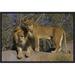 East Urban Home 'African Lion Male & African Lioness, Native to Africa' Photographic Print, Wood in Brown/Gray | 12 H x 18 W x 1.5 D in | Wayfair