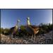 East Urban Home Waved Albatross Pair in Nesting Colony, Galapagos Islands, Ecuador - Wrapped Canvas Photograph Print Canvas, in White | Wayfair