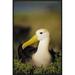 East Urban Home Waved Albatross, Galapagos Islands, Ecuador - Wrapped Canvas Photograph Print Canvas, in Green/White | Wayfair EAUB5005 38518240