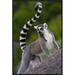 East Urban Home 'Ring-Tailed Lemur Portrait on Rocks in the Andringitra Mountains, Vulnerable, South Central Madagascar' Photographic Print | Wayfair