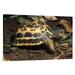 East Urban Home 'Spider Tortoise Critically Endangered Species Native to Madagascar' Photographic Print, in White | 24 H x 36 W x 1.5 D in | Wayfair