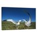 East Urban Home 'Antipodean Albatross Courtship Display, Auckland Islands, New Zealand' Photographic Print Canvas, in White | Wayfair