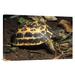 East Urban Home 'Spider Tortoise Critically Endangered Species Native to Madagascar' Photographic Print, in Brown | 20 H x 30 W x 1.5 D in | Wayfair