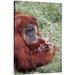 East Urban Home 'Sumatran Orangutan Mother Holding Baby, Native to Sumatra' Photographic Print, Wood in White | 36 H x 24 W x 1.5 D in | Wayfair