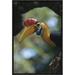 East Urban Home 'Sulawesi Red-Knobbed Hornbill Male Delivering Figs to Female, Sulawesi, Indonesia' Photographic Print, | Wayfair EAAC8796 39227198