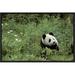 East Urban Home 'Giant Panda Year Old Male, Wolong Valley, Himalayas, China' Photographic Print, Wood in Green | 12 H x 18 W x 1.5 D in | Wayfair