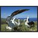 East Urban Home Antipodean Albatross Courtship Display, Auckland Islands, New Zealand - Photograph Print Canvas, in Blue/Green | Wayfair