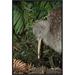 East Urban Home 'Great Spotted Kiwi Male in Rainforest, New Zealand' Photographic Print Canvas, Wood in Brown/Green | 24 H x 16 W x 1.5 D in | Wayfair