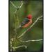 East Urban Home 'Vermilion Flycatcher Male in Scalesia Tree, Galapagos Islands, Ecuador' Photographic Print Canvas, in Black/Green/Red | Wayfair