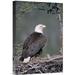 East Urban Home 'Bald Eagle Parent on Nest w/ Chick, Alaska' Photographic Print, Wood in Brown | 18 H x 12 W x 1.5 D in | Wayfair URBP7479 41076995