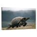 East Urban Home 'Galapagos Giant Tortoise Male, Alcedo Volcano, Galapagos Islands, Ecuador' Photographic Print Canvas, in White | Wayfair