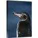 East Urban Home Galapagos Penguin, Bartolome Island, Galapagos Islands, Ecuador - Wrapped Canvas Photograph Print Canvas in Black/Blue | Wayfair