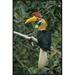 East Urban Home 'Sulawesi Red-Knobbed Hornbill Male in Fruiting Fig Tree, Sulawesi, Indonesia' Photographic Print Canvas, in White | Wayfair