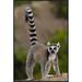 East Urban Home 'Ring-Tailed Lemur Portrait on Rocks in the Andringitra Mountains, Vulnerable, South Central Madagascar' Photographic Print | Wayfair