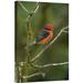 East Urban Home 'Vermilion Flycatcher Male in Scalesia Tree, Galapagos Islands, Ecuador' Photographic Print Canvas, in Black/Green/Red | Wayfair