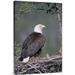 East Urban Home 'Bald Eagle Parent on Nest w/ Chick, Alaska' Photographic Print, Wood in White | 36 H x 24 W x 1.5 D in | Wayfair URBP7482 41076998